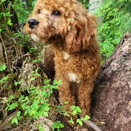 Assorted Doodle Crosses, Cavapoo, Labradoodle, Maltese, and Poodle Puppies from Fluffy Fawn