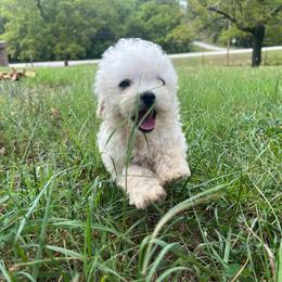 Butter - Cream male Poodle puppy in Yellville, Arkansas from Ozark Mountain Doodles & Pugs