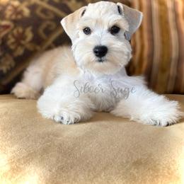 Miniature Schnauzer Puppies from Silver Sage Schnauzers
