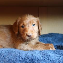 Rosie - Gold female Labradoodle puppy in Apache Junction, Arizona from Loving Doodle