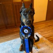 Nadia - Beauceron