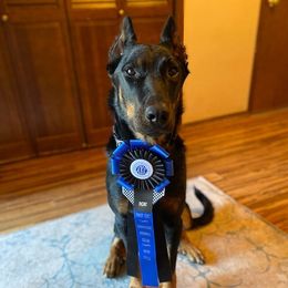 Nadia - Beauceron