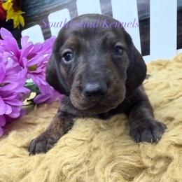 Purple - Brindle female Dachshund puppy in Leoma, Tennessee from Southbound Kennel