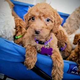 Sugar Plum - Red  female Goldendoodle puppy in Pittsburg, Texas from Grace Springs Goldendoodles