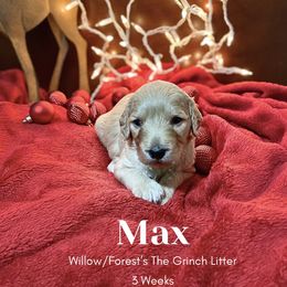 Max - Apricot Goldendoodle puppy in Rushmore, Minnesota from Country Side doodles and poodles