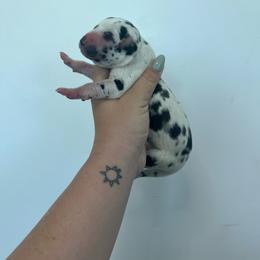 Whiskey - Harlequin male Great Dane puppy in Miami, Florida from RP DANES