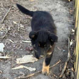 Midnight - Black tri-color female Australian Shepherd puppy in Four Oaks, North Carolina from RoseWest Farms
