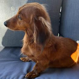 Sadie - Dachshund