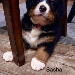 Bessie OFA - Black rust and white female Bernese Mountain Dog puppy in Strasburg, Ohio from Lois Allison