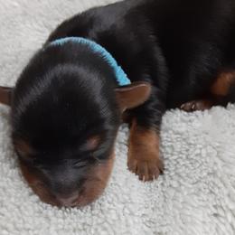 Tae Byler - Black and tan male Yorkshire Terrier puppy in Gurley, Alabama from Rhondas yorkies