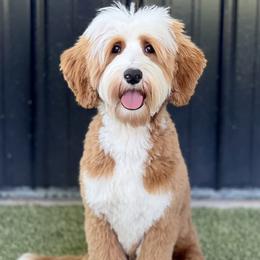 Joey - Goldendoodle