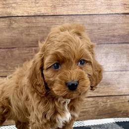 Pace - Red male Cockapoo puppy in Beresford, South Dakota from DAKOTA DOOD RANCH