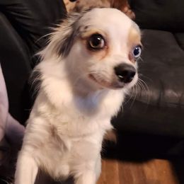 Hazel - Chihuahua