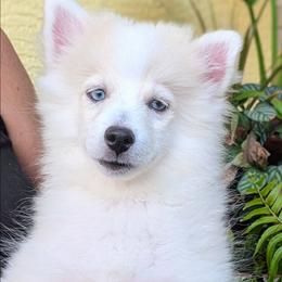 Victor - 1200 - White male Pomsky puppy in Spring Hill, Florida from www.PuppyTimeEmporium.com
