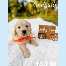 Golden Retriever Puppies from All shades Golden
