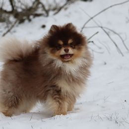 Tazz - Pomeranian