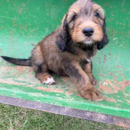 Bernedoodle Puppies from Bayou Blu's Bernedoodles