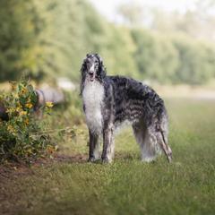 Knight - Borzoi