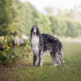 Knight - Borzoi