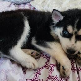 Siberian Huskies from Compton K9s
