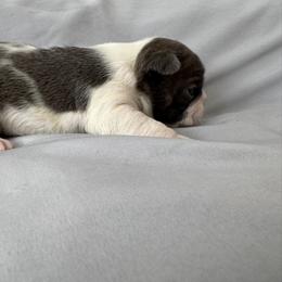 Blizzard - Blue male Boston Terrier puppy in Huntington, West Virginia from AKC Moonshine Valley Boston Terriers