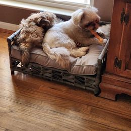 Shih Tzu Puppies from Wandering Tzu