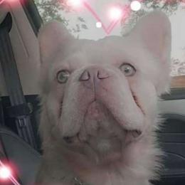 Hoozy - French Bulldog