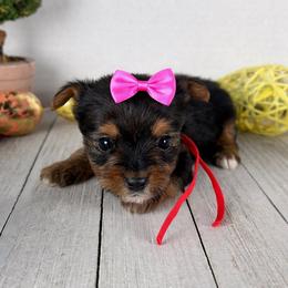Red girl - Black and tan female Yorkshire Terrier puppy in Dahalonega, Georgia from Country Dog Kennels.