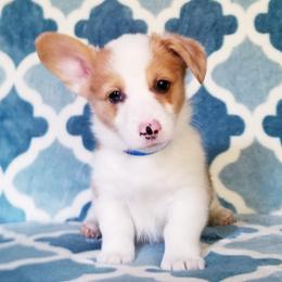 American Corgi and Pembroke Welsh Corgi Puppies from Whimsical Treasure Corgis