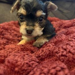 Bagel - Black and tan male Yorkipoo puppy in San Antonio, Texas from Sweet as dessert puppies