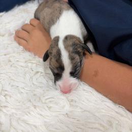 Cornbread - Fawn brindle female Whippet puppy in Fort Myers, Florida from Rainbow Whippets