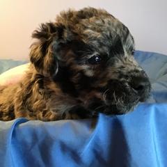 Mudi Puppies from Magik Mudi Kennel