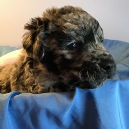 Mudi Puppies from Magik Mudi Kennel
