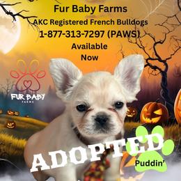 Howard - White male French Bulldog puppy in Michigan from Fur Baby Farms