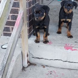 Rottweiler Puppies from Von Alley Rottweilers