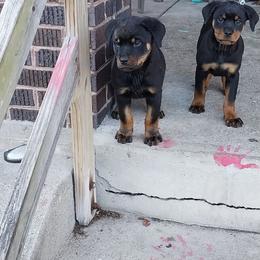 Rottweiler Puppies from Von Alley Rottweilers