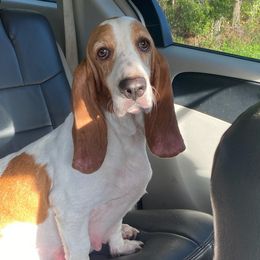 Dolly - Basset Hound