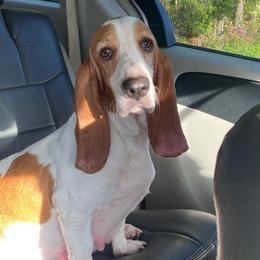 Dolly - Basset Hound