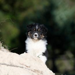 BTM4 - Black tri-color male Australian Shepherd puppy in Warm Springs, Georgia from Out West Aussies