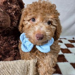 Kona - Apricot male Aussiedoodle puppy in Haleyville, Alabama from The Cuddly Dood Ranch