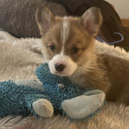 Boy 1 - Sable male Pembroke Welsh Corgi puppy in Tucson, Arizona from Sierrita Mountain Corgis