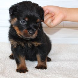 Pink girl - Black and mahogany female Rottweiler puppy in Auburn, California from Vom Haus Flores