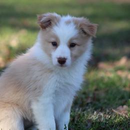 Girl 3 - Gold female Border Collie puppy in Tylertown, Mississippi from Cool Meadow Farms