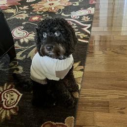 Charlie - Cockapoo