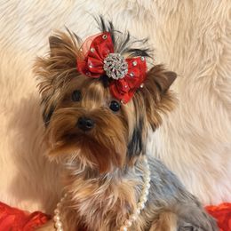 Elora - Blue and gold female Yorkshire Terrier puppy in Daggett, Michigan from Hetzel’s Enchanted Yorkies (Michigan)