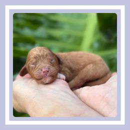 Cobbler - Apricot male Cavapoo puppy in Dade City, Florida from Periwinkle Pups