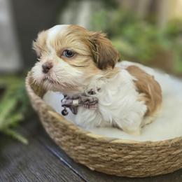 Tiny Sawyers - Liver and white male Shih Tzu puppy in Hartville, Missouri from Petty Paws