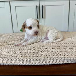 Denali - Parti female Goldendoodle puppy in Mesa, Arizona from Twinkle MiniDoodles