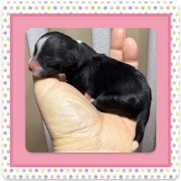 Xia - Parti female Yorkshire Terrier puppy in Annandale, Virginia from Artisan Yorkies LLC