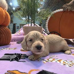 Cream boy - Cream male Dachshund puppy in West Plains, Missouri from Spring Creek Dachshunds